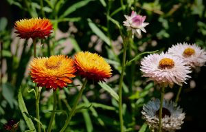 What’s blooming at the WVBG?